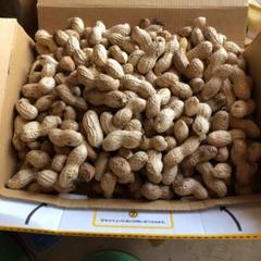 無農薬 生落花生(千葉半立)殻付き 600g 茹で用