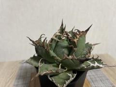 珍奇植物の聖地、メキシコ・オアハカへ | ブルータス| BRUTUS.jp
