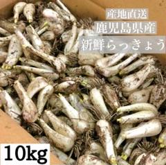 話題の行列 鳥取 10kg らっきょう 新鮮 鹿児島県産 に次ぐ生産量519 メルカリ - 野菜