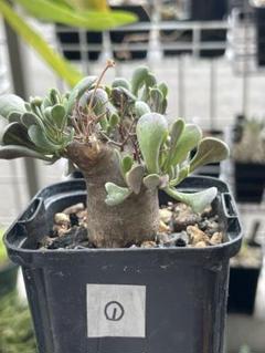 美品 オトンナ 冬型塊根　洋書 Amazon｜【現品限り】オトンナ・ウリンクリアナ【A21】 【植物