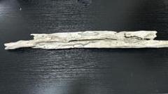 流木　アク抜き済み