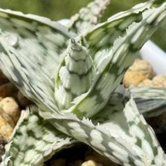 アロエ　ハイブリッド　“silver star”Aloe hyb 子株　第四種 Aloe hybrid アロエ ハイブリッド 子株 第四種安価