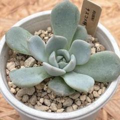 ルイパパさん苗　命名株　レディエルサ　札付き　割引中 Amazon.co.jp: ルイパパさん苗 命名株 レディムーン 札付き