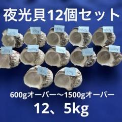 夜光貝　ヤコウ貝　まとめ売り　12個　　12、5kg アクセサリー　ルアー