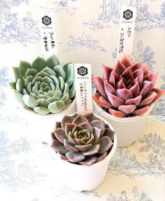 最終値下げ！【ほぼ完売品】【バラ売り可】マルベリコリングまとめ売り【匿名配送】 綾*鷹様 コロラータタパルパ ザラチワ ぼのぼのさん 土付き発送