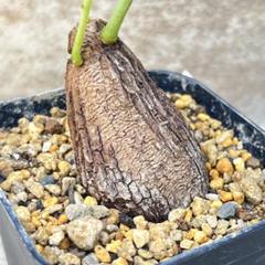 み*ん様 レア！ボカサナモンスト 自根 鉢植え メルカリ便送料込み 美苗！！レア！！ポトス エクセレント4号鉢 - メルカリ