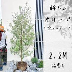 良品。オリーブ シプレッシーノ1.7M(鉢底から)品番D 幹太。オリーブ シプレッシーノ2.2M(鉢底から)品番A - メルカリ