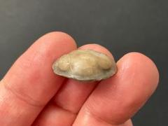 ○○○化石 三葉虫○○○レア標本!! Walliserops lindoei(Short
