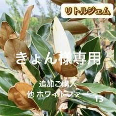 2. リトルジェム マグノリア 泰山木 タイサンボク 苗 苗木 小型品種 楽天市場】【現品】四季咲きタイサンボク リトルジェム 泰山木