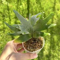カクレクマノミ様メルカリ便！P.willinckii Jade GirlTC18 カクレクマノミ様メルカリ便！P.willinckii Jade GirlTC18