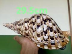 法螺貝 約45cm メルカリ最大級 激レア 長崎県産 法螺貝 ホラガイ - メルカリ