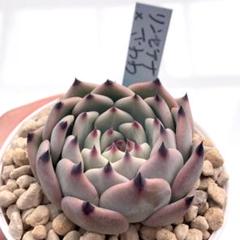 2025年最新】リンゼアナ×ざわわの人気アイテム - メルカリ