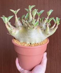 【激レア/極美/超極太/ドワーフ/塊根植物】アデニウム アラビカム BT ③ 激レア/ドワーフ/超極太/塊根植物】アデニウム アラビカム V2