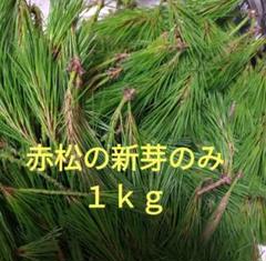 赤松 新芽 5kg 松葉茶 松葉酒 松葉ジュース 赤松 新芽 5kg 松葉茶 松葉酒 松葉ジュース