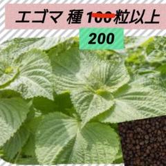 エゴマ種子100粒→200以上【増量中】
