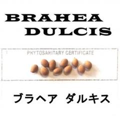 種子]ブラヘア スーパーシルバー Brahea sp. 'Super Silver'の