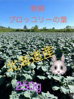 北海道産　新鮮ブロッコリーの葉っぱのサムネイル