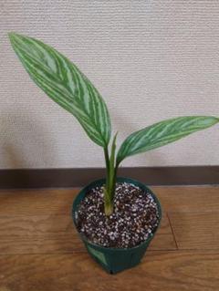 【本物】アグラオネマ　カーティシー　C株（管理番号）小さめなのでお安め価格 本物】アグラオネマ カーティシー C株（管理番号）