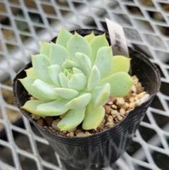 観葉⭐︎多肉植物⭐︎サボテン⭐︎白星 もふもふなサボテン、マミラリア・白星の育て方 – ゆるぷ