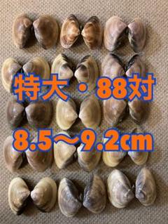 値頃 ハマグリの殻 310対以上!32円/対! - 各種パーツ