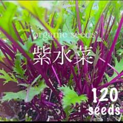 ◆紫水菜◆【栽培簡単で初心者向♡彩り鮮やかアントシアニン等栄養豊富】種子120粒
