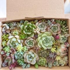 ゆうゆうメルカリ便 多肉植物 カット苗とセダム寄せ植えセット