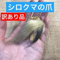 【訳あり品】シロクマ　爪　ホッキョクグマ　熊の爪　ベアクロー　剥製