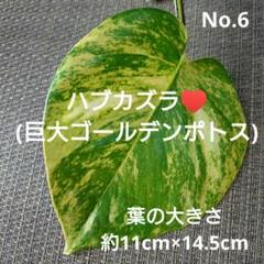 y*i様 5株セット　極上斑入　モンステラ　黄斑　オーレア① Amazon.co.jp: 斑入り モンステラ デリシオーサ 黄斑 イエロー