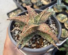 2025年最新】aloe hybridの人気アイテム - メルカリ