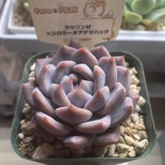 ファームパルクさん苗　命名株　露蛍　　札付きポットごとメルカリ便 露蛍 札付きポットごとメルカリ便ファームパルクさん命名株苗
