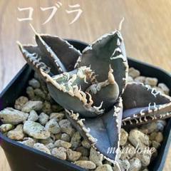 速達【鉢ごと発送】アガベ　白豪刺TC 上澳園芸 速達【3000取引感謝企画】アガベ チタノタ 狼人錦 白中斑 TC 鉢