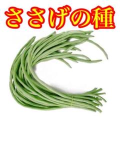 ささげの種 40粒