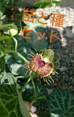 ブラジルウマノスズクサ アリストロキアファインブリアータ 山野草 観葉植物