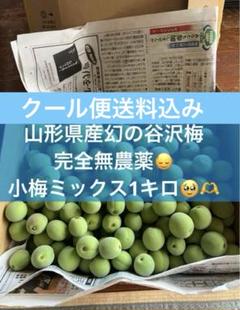 【数量限定】山形県産幻の谷沢梅　青梅　追熟梅　サイズミックス1キロ 完全無農薬 数量限定】山形県産幻の谷沢梅 青梅 追熟梅 サイズミックス1キロ