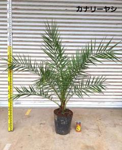 送料込み　カナリーヤシ　カナリヤシ　形状良　新築、鉢植え　現品 カナリーヤシ