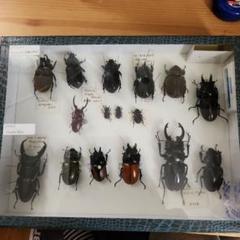 標本　カブクワ 61y3yJhsqiL._UF350,350_QL50_.jpg