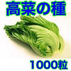 ベトナム 高菜の種