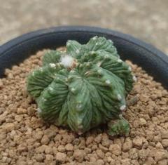 ふ*た様 ◆オークション　花籠　発根済　サボテン　多肉植物 ◇オークション 花籠 子株付 発根株 サボテン 多肉植物 - メルカリ