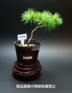 中品那須五葉松盆栽 6-2 那須五葉松 樹齢20年 小品盆栽〜中品盆栽【五葉松/赤松/黒松/真