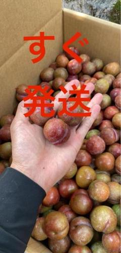 奄美大島すもも24キロ箱込み 奄美大島すもも24キロ箱込み - メルカリ