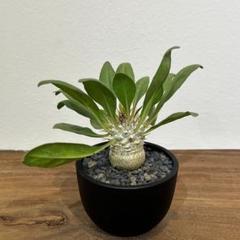 【実生・自根／管理良好】パキポディウム　ナマクアナム　ODDROOTS管理株 実生・自根／管理良好】パキポディウム ナマクアナム ODDROOTS管理株