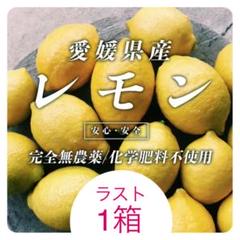 【ラスト1箱】愛媛県産 レモン10kg /無農薬・化学肥料不使用