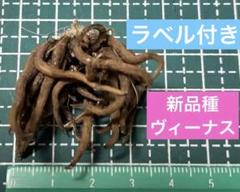 ラベル付き　ラナンキュラスラックス　ヴィーナス　球根　第四種郵便のサムネイル