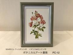 ファブリス・ド・ヴィルヌーヴ　ボタニカルアート　植物画 ファブリス・ド・ヴィルヌーヴ ボタニカルアート 植物画