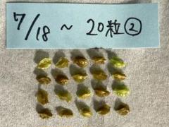 2025年最新】ケラリア ピグマエア 種子の人気アイテム - メルカリ