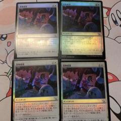 MTG 巻物変容（JP）foil４枚