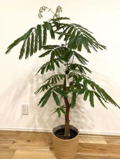 2025年最新】エバーフレッシュ 観葉植物の人気アイテム - メルカリ