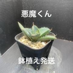 Q34 多肉植物 アガベ チタノタ 悪魔くん BAKEMONO 強棘 極上中株 h209 多肉植物 アガベ チタノタ 悪魔くん BAKEMONO｜Yahoo
