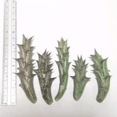 ガガイモ セットの中古 未使用品を探そう メルカリ