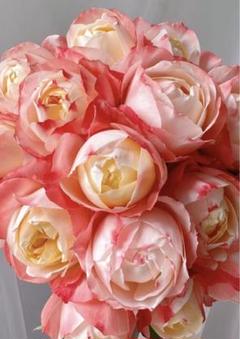 切り花品種バラ苗 レア VICTORIAN RE♡ Rose 花
